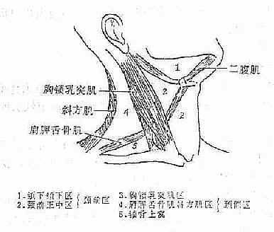 頸部解剖分區