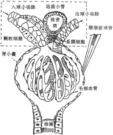 腎小球、腎小囊穿刺和近球小體示意圖方框示近球小體