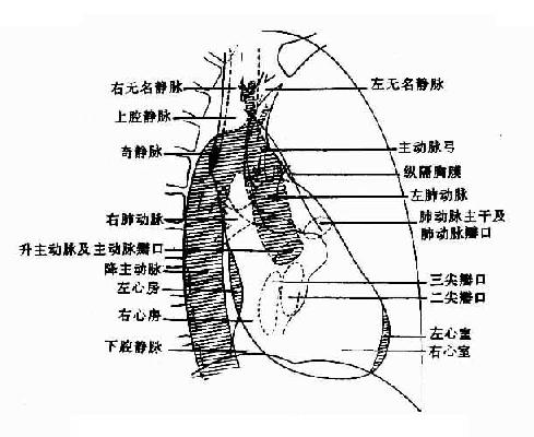 右前斜位正常心、大血管影像解剖示意圖