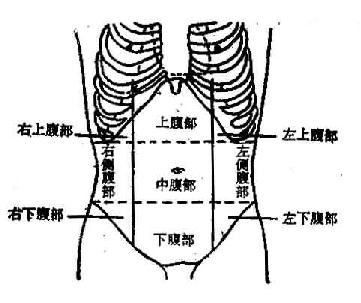 腹部體表分區示意圖（九區法）