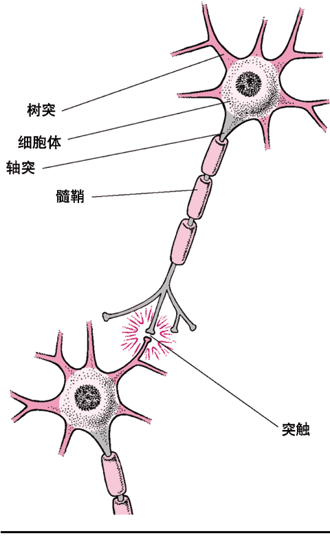 神經細胞典型結構