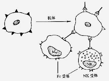抗體依賴細胞介導細胞毒作用（ADCC）示意圖