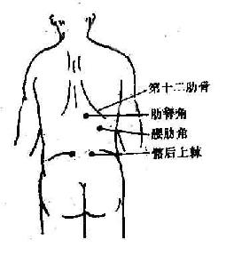 腹部後面體表標誌示意圖