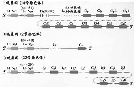人Ig基因结构