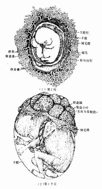胚胎與胎盤