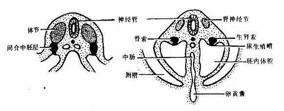 生腎索與尿生殖嵴的形成（第4周人胚橫切）
