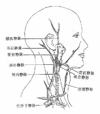脖子结构图