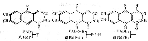 維生素B2輔酶三種功能形式