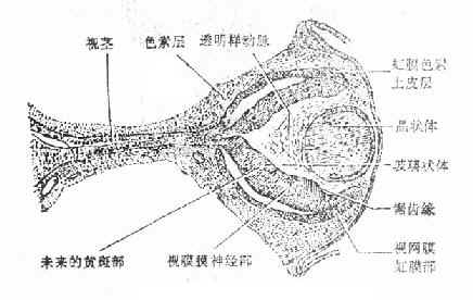 胚眼（胚长17毫米）