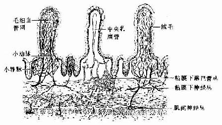 消化管的血管、淋巴管與神經分布模式圖
