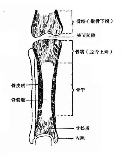 成人長骨及關節X線解剖示意圖