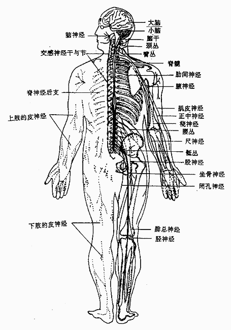 人体解剖学/神经系的区分- A+医学百科