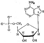 核苷酸（5′-腺苷酸）的化學結構