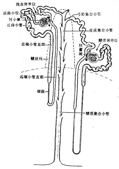 腎單位和集合小管系模式圖