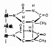 胸腺嘧啶二聚体的形成