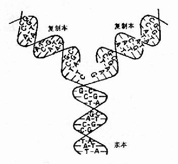 雙螺旋DNA的複製