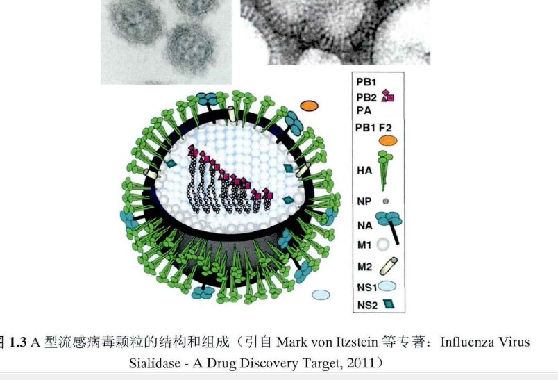 A型流感病毒.jpg