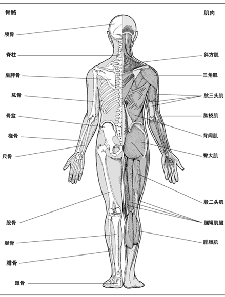 肌肉骨骼系統（背面）