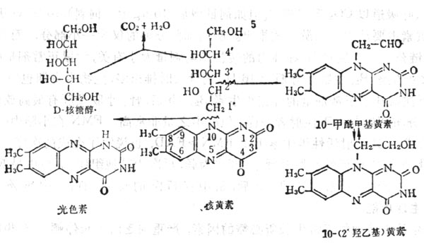 核黃素5-磷酸的分解產物