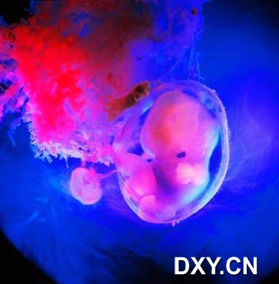 胚胎發育中