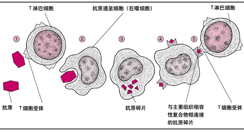 T淋巴細胞識別抗原