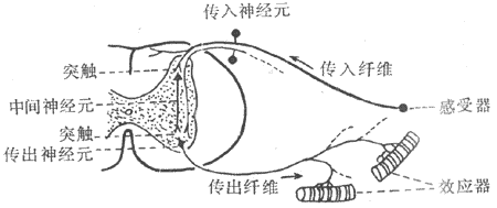 反射弧