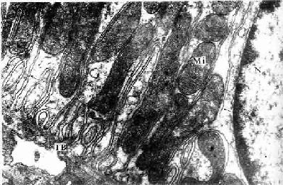 小鼠腎遠端小管上皮細胞基部電鏡像