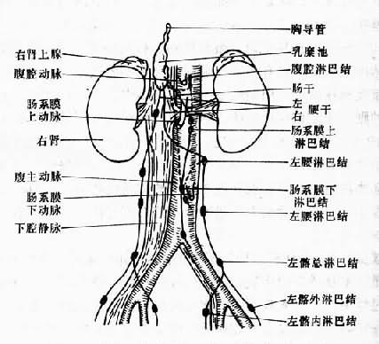 腹部、盆腔內主要淋巴結與淋巴管示意圖