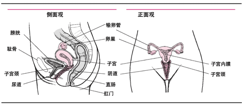 女性內生殖器