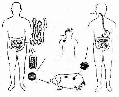豬肉絛蟲發育過程與傳播