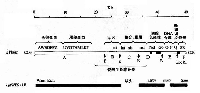 野生型λ噬菌體DNA及相應的λ噬菌體DNA圖譜