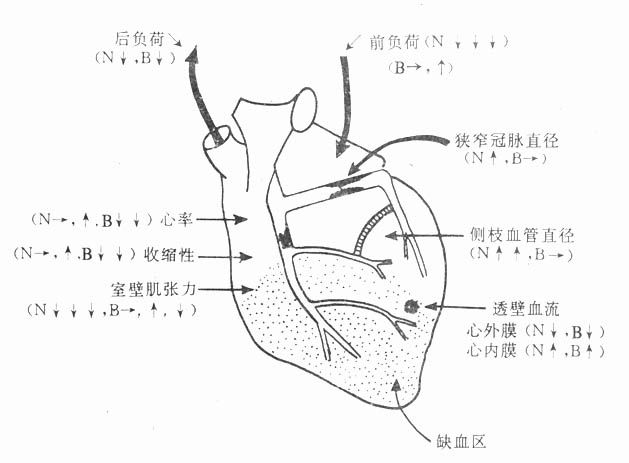 硝酸酯类（N）及β-受体阻断药（B）对缺血心脏及外周循环的作用