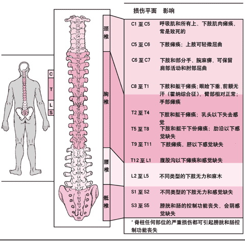 脊柱损伤的定位