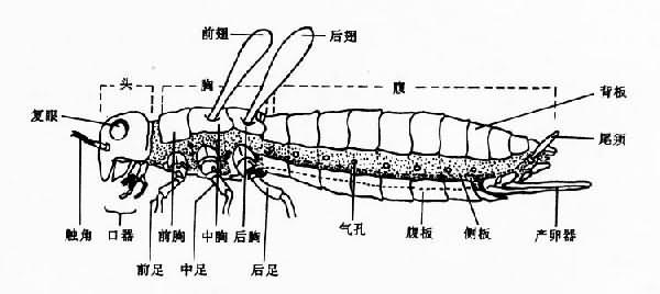 昆蟲外部形態模式圖（雌）