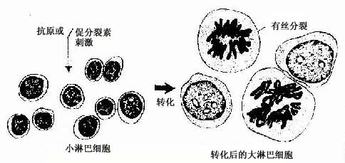 淋巴细胞的转化