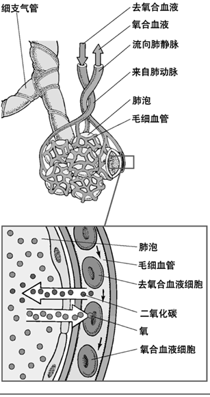 肺泡與毛細血管的氣體交換示意圖