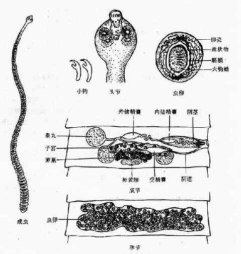 微小膜殼絛蟲