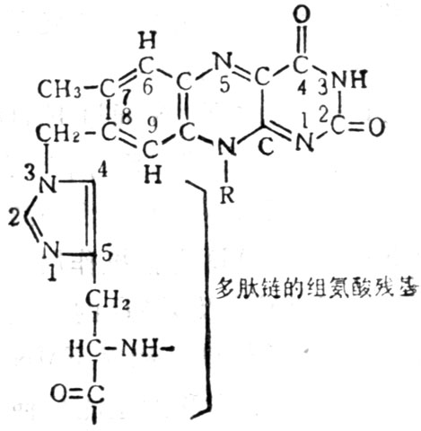 琥珀酸脫氫酶中的組氨酸