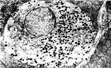 小鼠腸腺內的APUD細胞