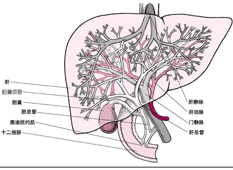 肝和胆囊透视图