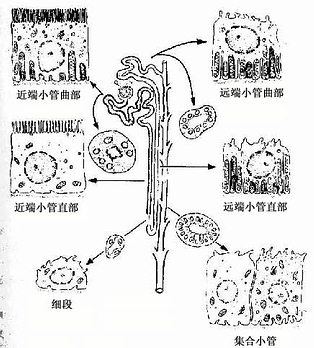 泌尿小管各段上皮細胞結構模式圖