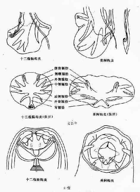 兩種人體鉤蟲的口囊與交合傘