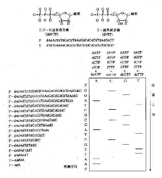 雙脫氧鏈終止法測定DNA序列原理示意