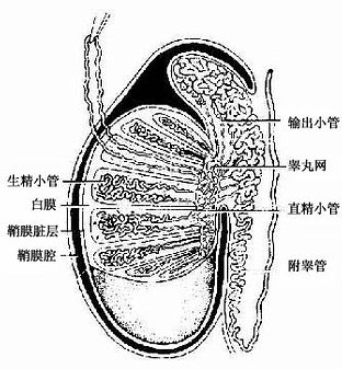 睾丸與附睾模式圖