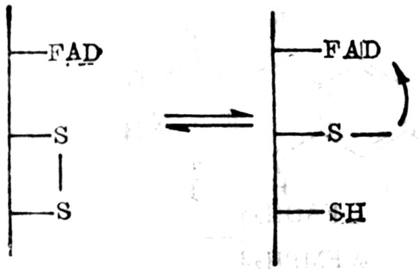 FAD-雙硫氧化還原酶系統