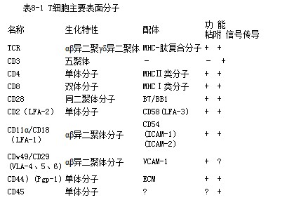 T细胞表面受体.jpg