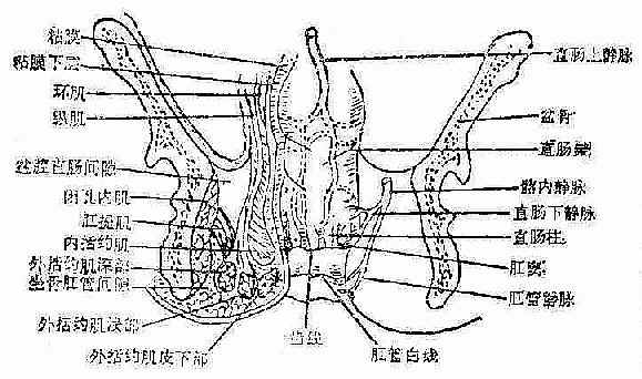 肛管直肠纵切面图