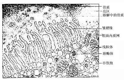 破骨細胞超微結構模式圖