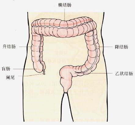 大腸——結腸位置區分