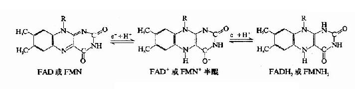 氧化與還原型FAD與FMN